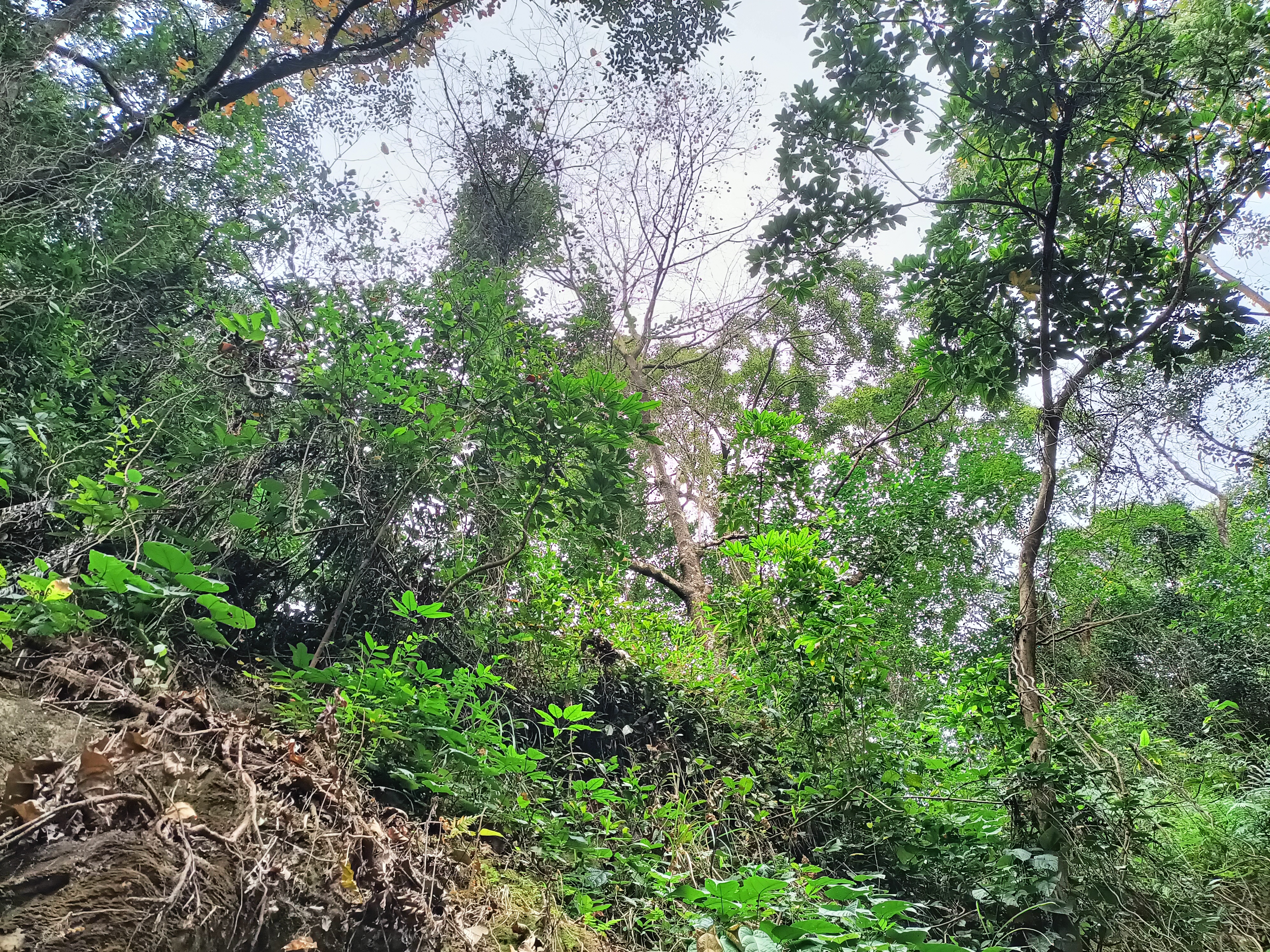 河源市新豐江水庫 [萬綠湖]